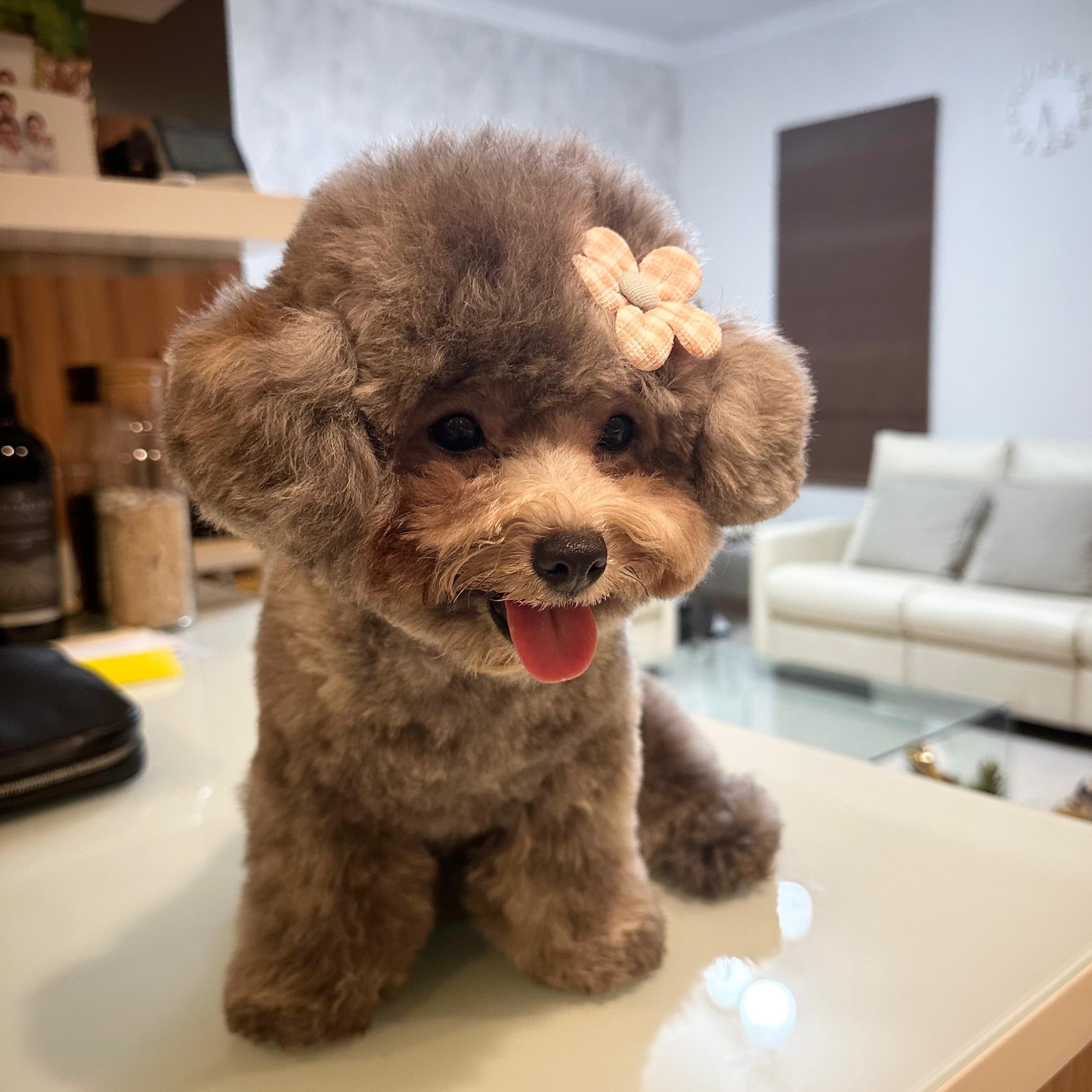 maple, my poodle ♡